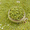 premier qualtiy Green Mung Beans pour la germination, MC, type 2016,